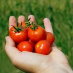 Jak zrobić przecier pomidorowy do słoików
